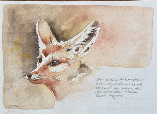 Aquarellbild  mit Fenek vor weissem Hintergrund